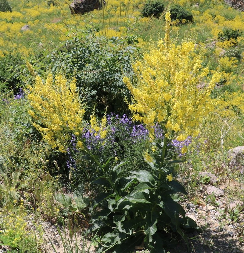 Image of genus Verbascum specimen.
