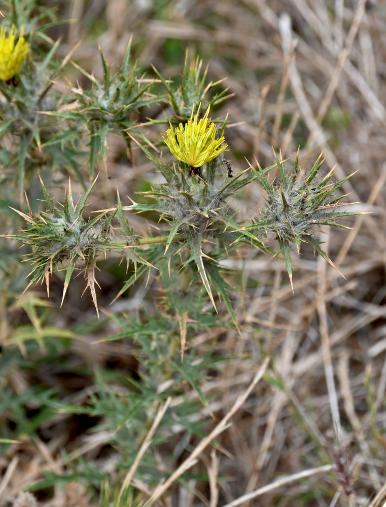 Изображение особи Carthamus lanatus.