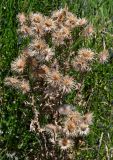 Cirsium vulgare