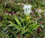 Gentiana algida. Цветущее растение. Хабаровский край, р-н имени Лазо, массив горы Ко, гора Столовая, выс. ≈ 1920 м н.у.м., горная тундра. 02.08.2026.