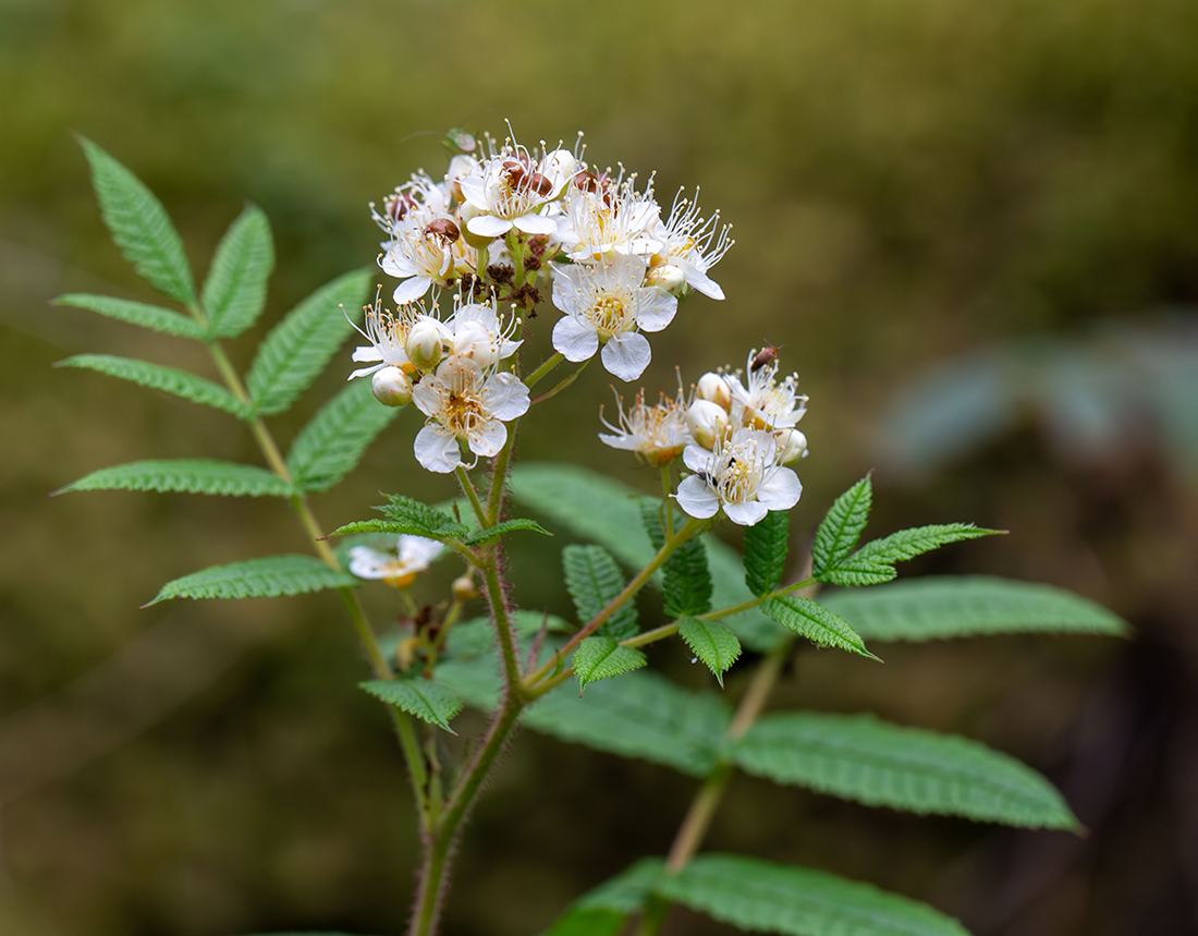Изображение особи Sorbaria rhoifolia.