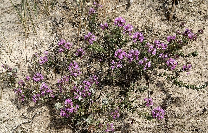 Изображение особи Thymus pallasianus.