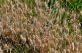 Hordeum leporinum. Плодоносящие растения. Португалия, г. Лиссабон, берег р. Тежу, у дороги. 16.06.2026.