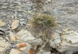 Agropyron pinifolium