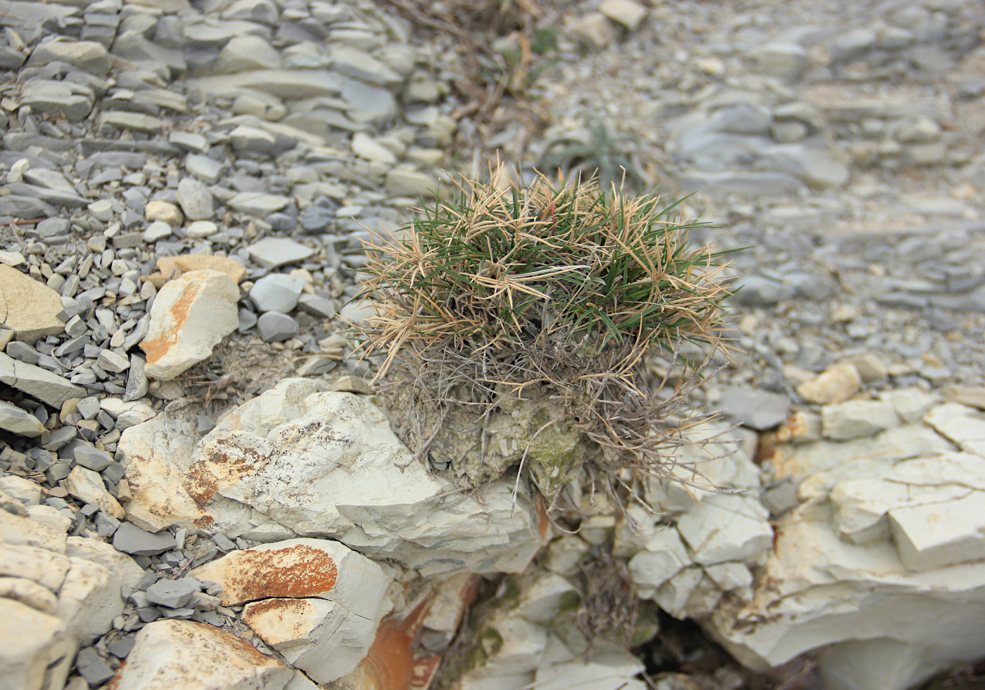 Image of Agropyron pinifolium specimen.