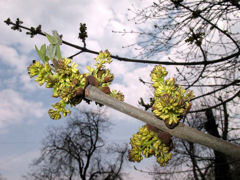 Изображение особи Fraxinus pennsylvanica.