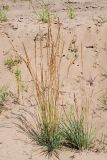 Koeleria glauca. Плодоносящее растение. Мелекесский р-н, окр. с. Лебяжье, сосновый бор на дюнах, вырубка под ЛЭП. 09.07.2024.