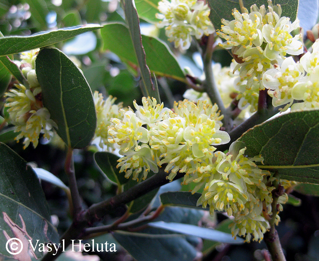 Изображение особи Laurus nobilis.