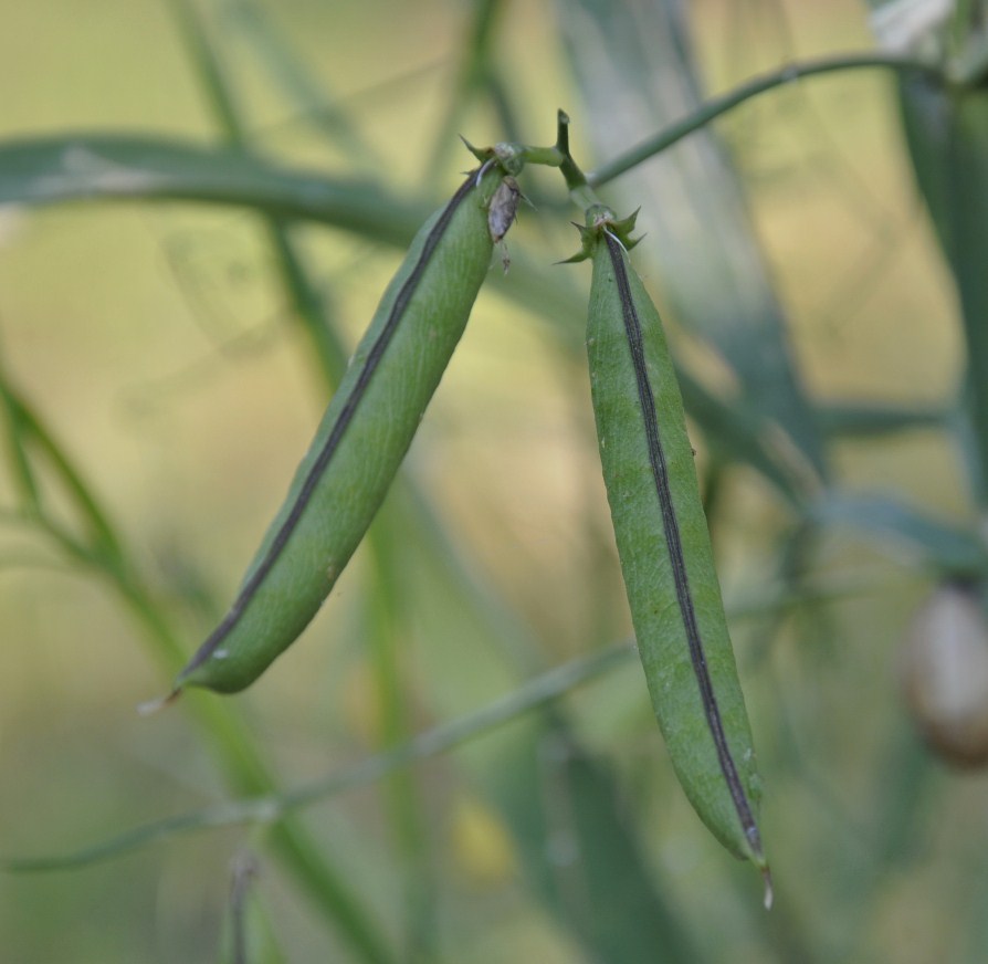 Image of Lathyrus annuus specimen.