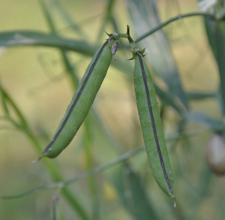 Изображение особи Lathyrus annuus.