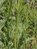 Crepis tectorum