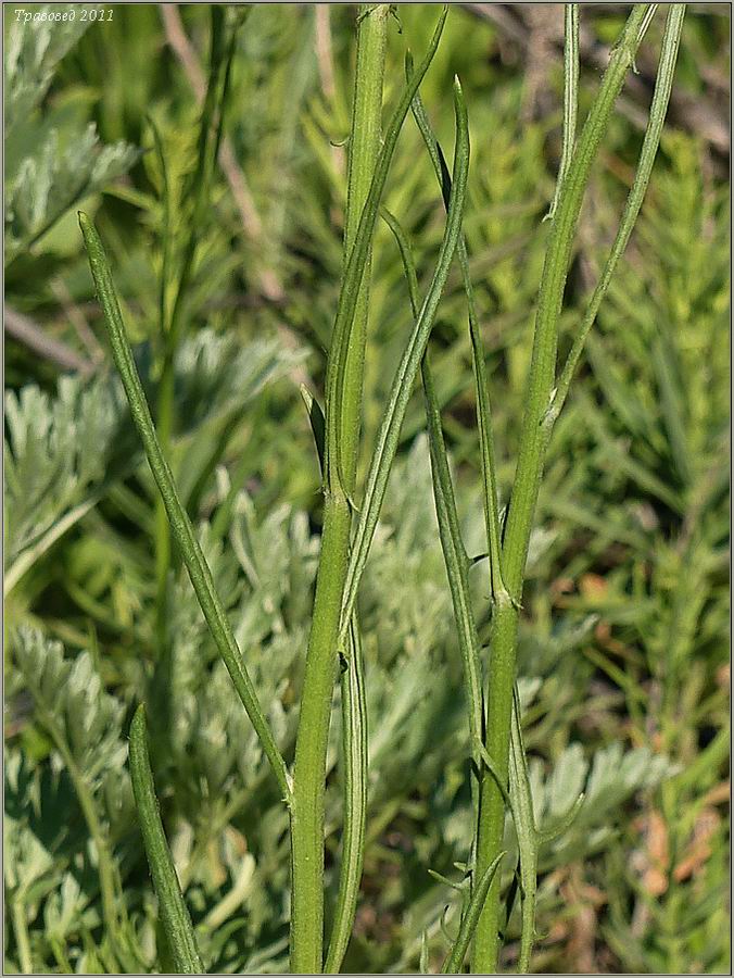 Изображение особи Crepis tectorum.