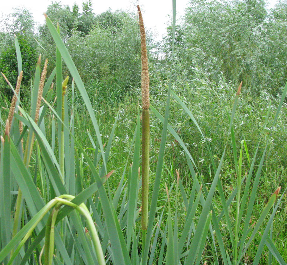 Изображение особи Typha latifolia.