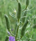 Delphinium ajacis