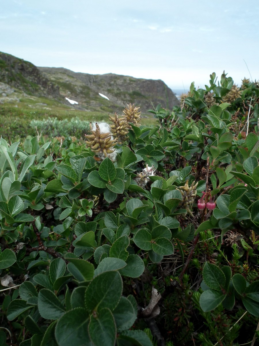 Изображение особи Salix myrsinites.