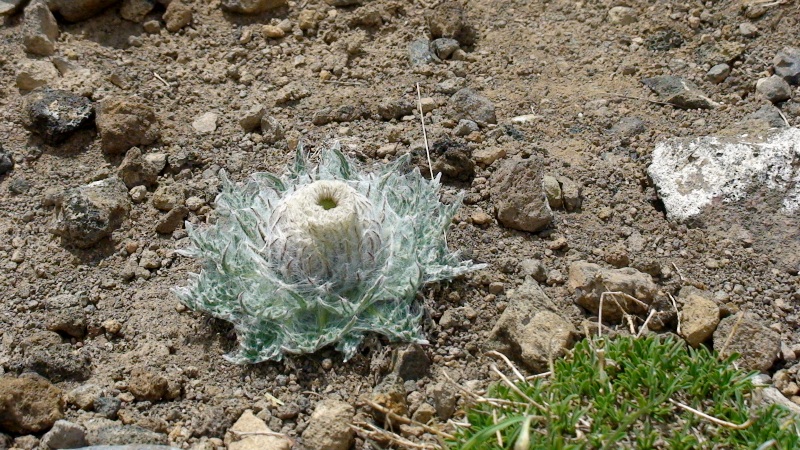 Image of Jurinella subacaulis specimen.