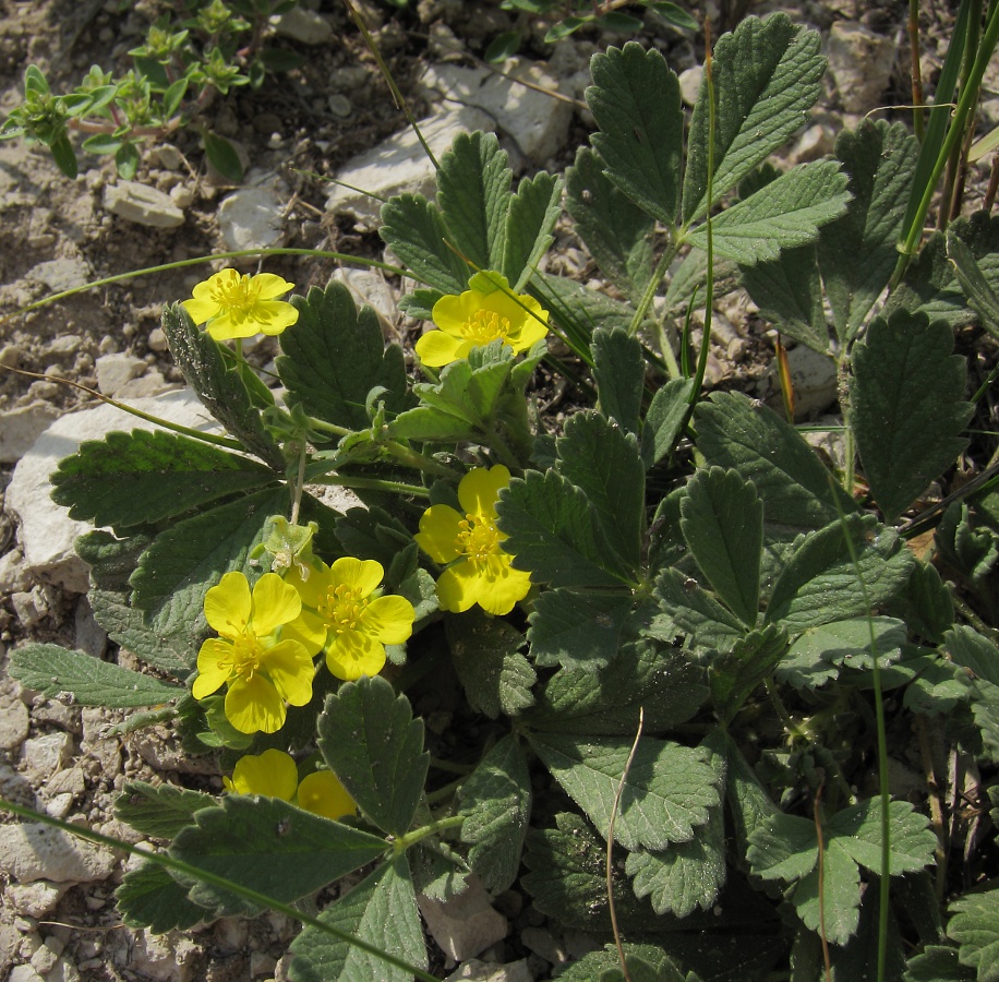 Изображение особи Potentilla incana.