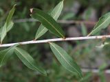 Chosenia arbutifolia. Часть побега. Приморский край, Лазовский р-н, Лазовский заповедник, кордон Карпадь, долина р. Прямушки. 19.08.2009.