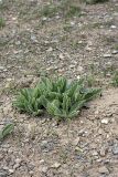 Phlomoides uniflora. Розетки прикорневых листьев. Узбекистан, подгорная равнина у северного подножия хребта Нуратау (Фаришская степь). 26.03.2011.