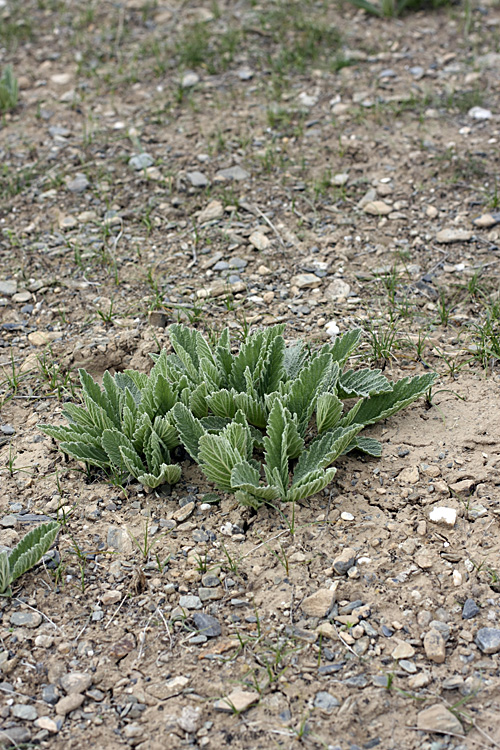 Image of Phlomoides uniflora specimen.