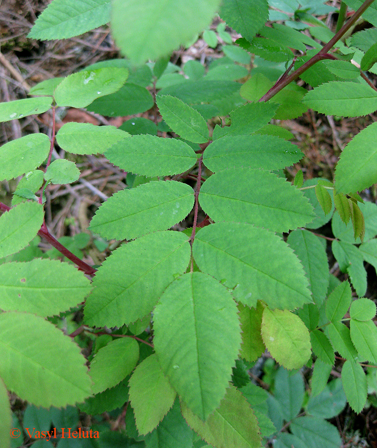 Image of Rosa pendulina specimen.