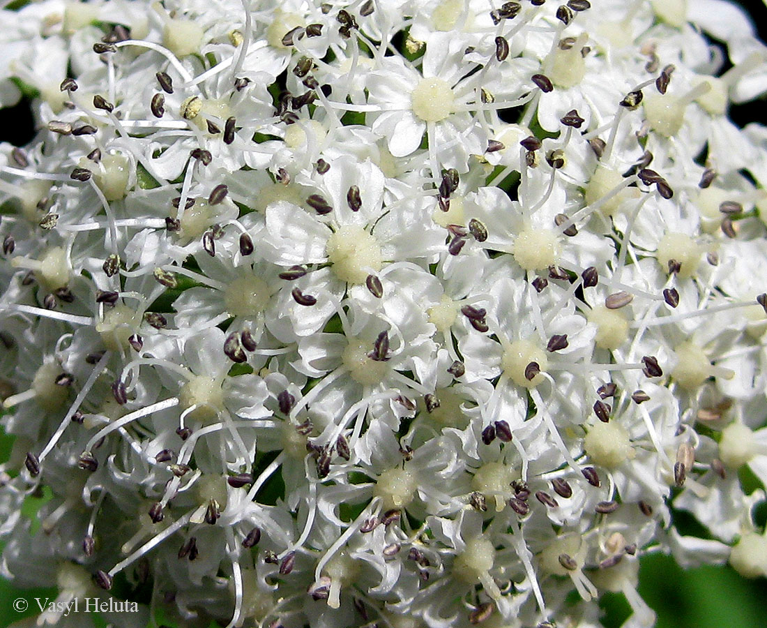 Image of Heracleum mantegazzianum specimen.