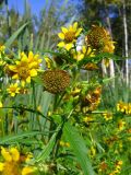 Bidens variety radiata