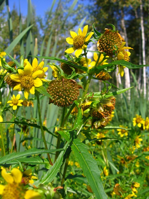 Image of Bidens cernua var. radiata specimen.