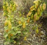 Buhsea coluteoides. Плодоносящее растение. Копетдаг, Чули. Конец мая 2011 г.