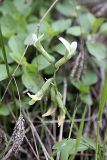 Astragalus