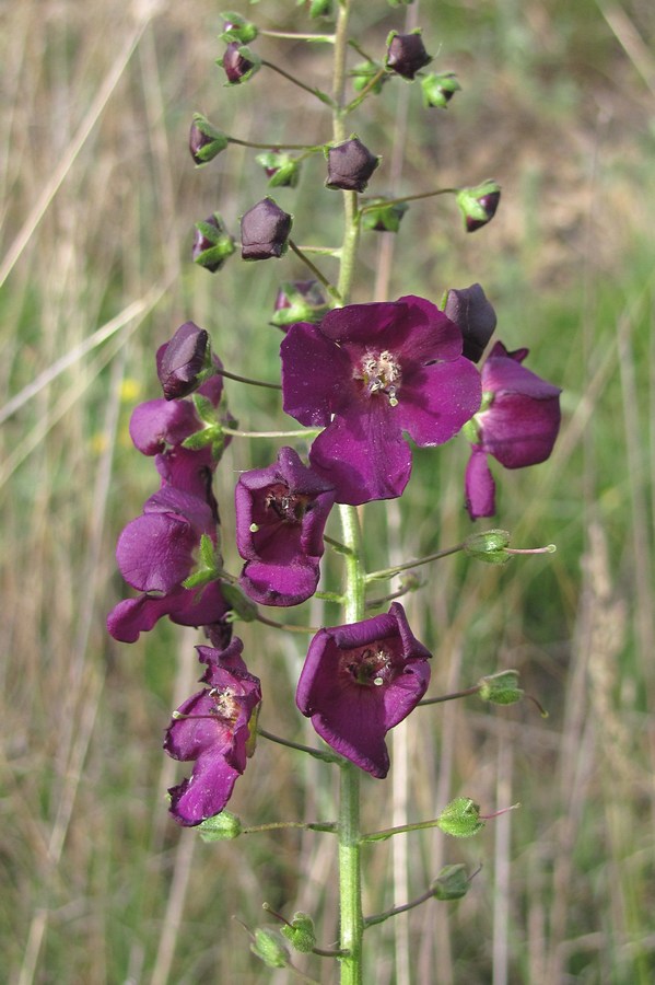 Image of Verbascum phoeniceum specimen.