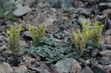 Scutellaria przewalskii