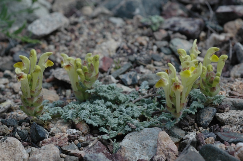 Изображение особи Scutellaria przewalskii.