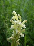 Pedicularis daghestanica