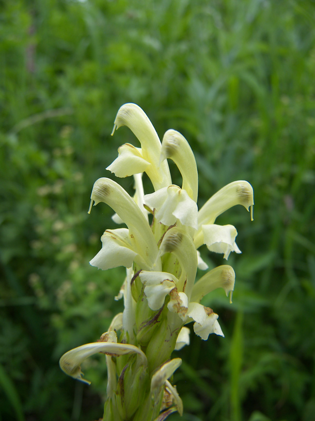 Изображение особи Pedicularis daghestanica.