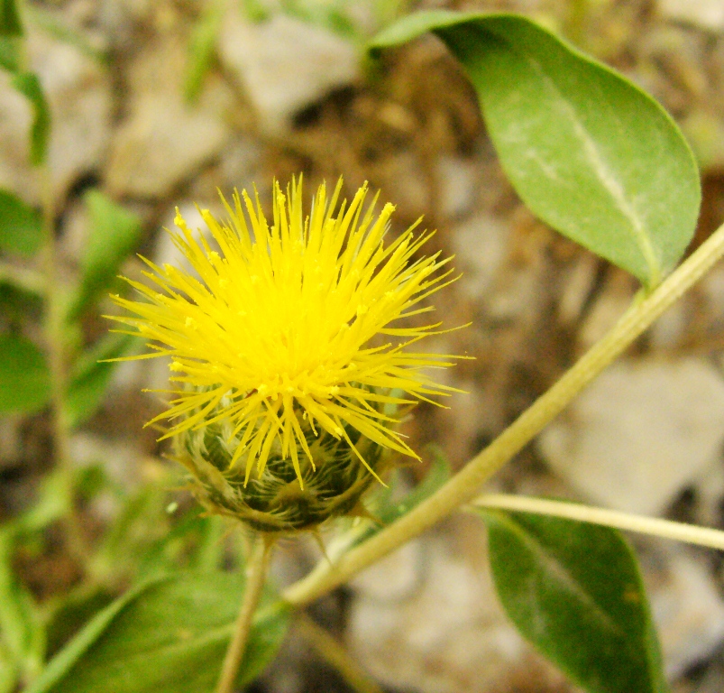 Image of Stizolophus balsamita specimen.