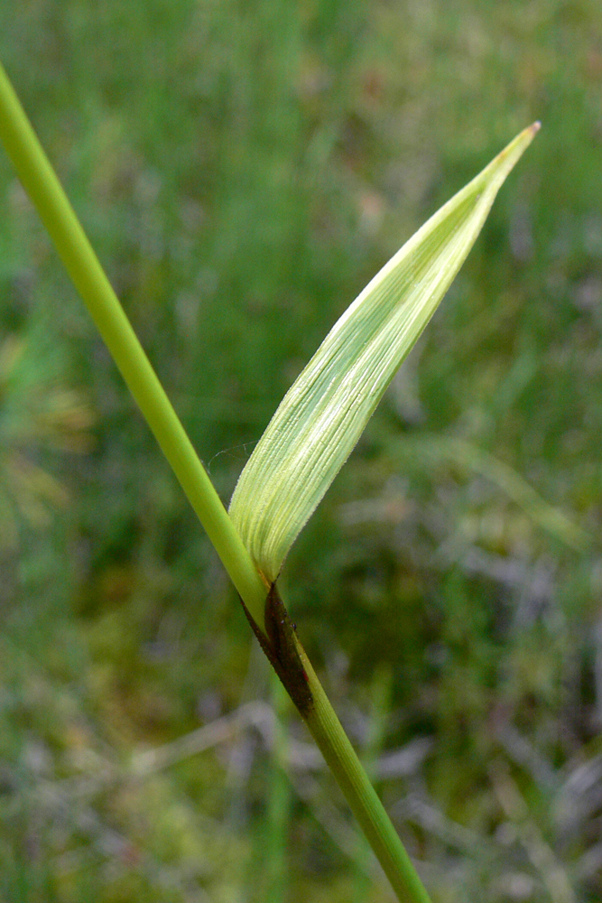 Изображение особи Eriophorum angustifolium.