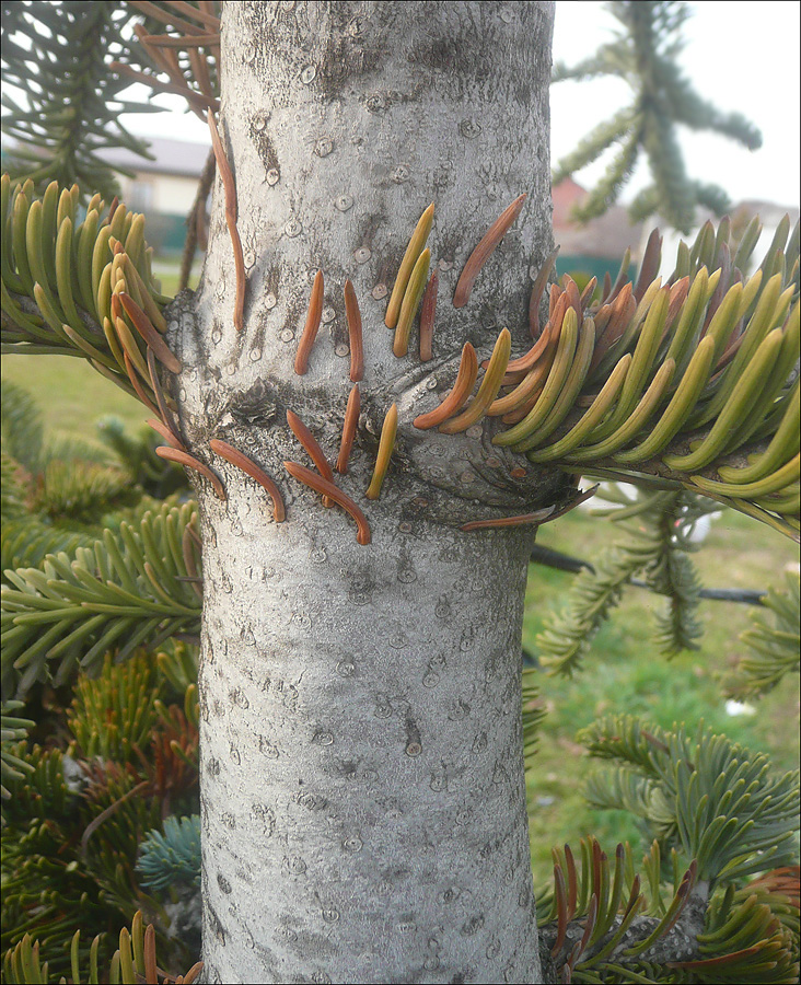 Image of Abies pinsapo specimen.