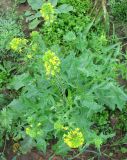 Sisymbrium loeselii. Цветущее растение. Нижегородская обл., Кстовский р-н, пойма р. Кудьма, край пашни. 14.07.2011.