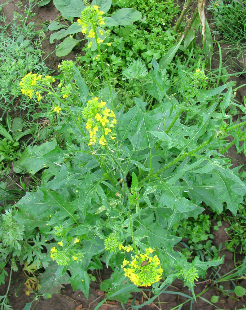 Image of Sisymbrium loeselii specimen.