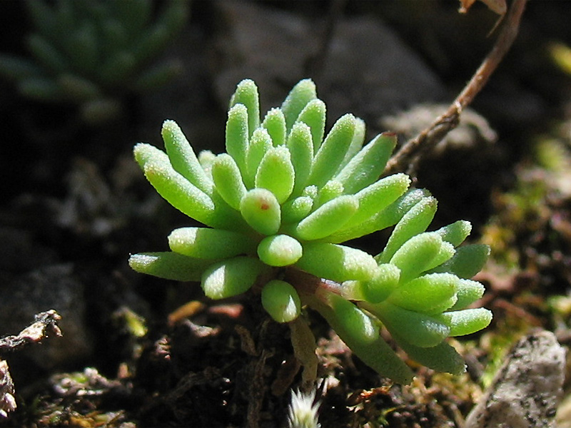 Изображение особи Sedum antiquum.