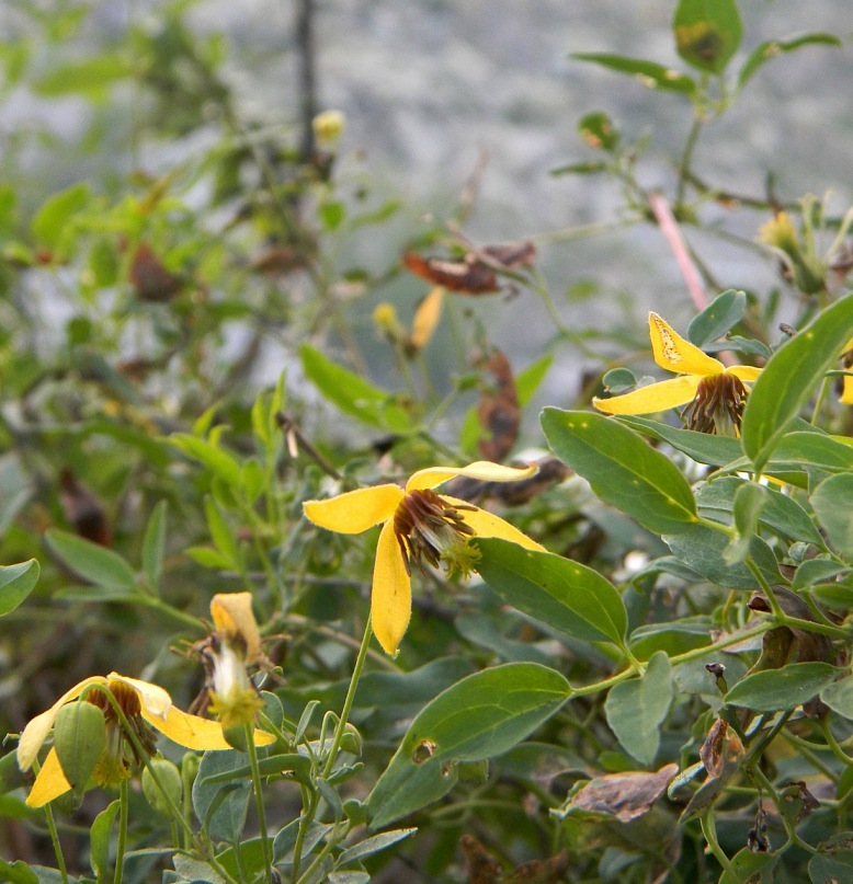 Image of Clematis glauca specimen.