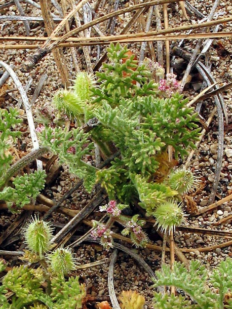 Изображение особи Pseudorlaya pumila.