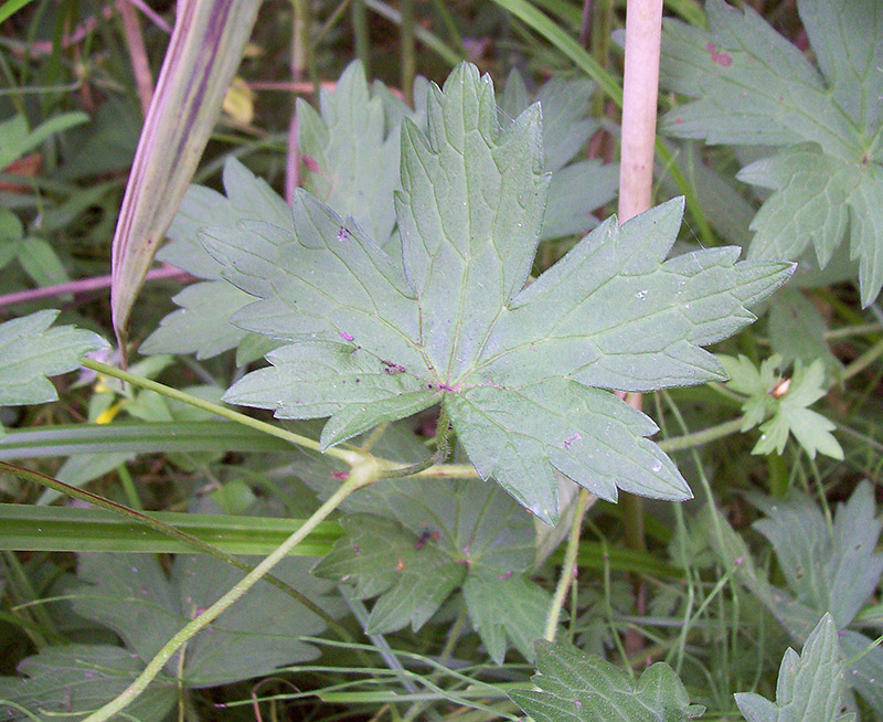 Image of Geranium palustre specimen.