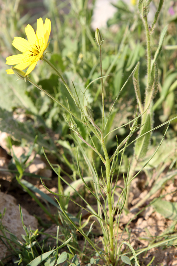 Изображение особи Koelpinia macrantha.