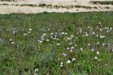 Valeriana tuberosa. Цветущие растения вблизи грязевого вулкана. Крым, Керченский п-ов, Булганакское грязевулканическое сопочное поле. 28.04.2012.