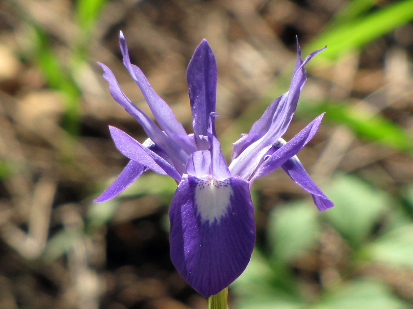 Изображение особи Moraea sisyrinchium.