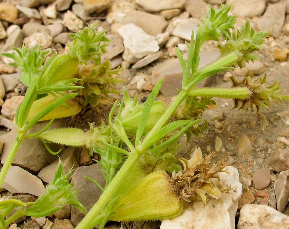 Изображение особи Pteranthus dichotomus.