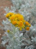 Senecio cineraria. Распускающееся соцветие. Крым, г. Ялта, в культуре. 30 мая 2012 г.