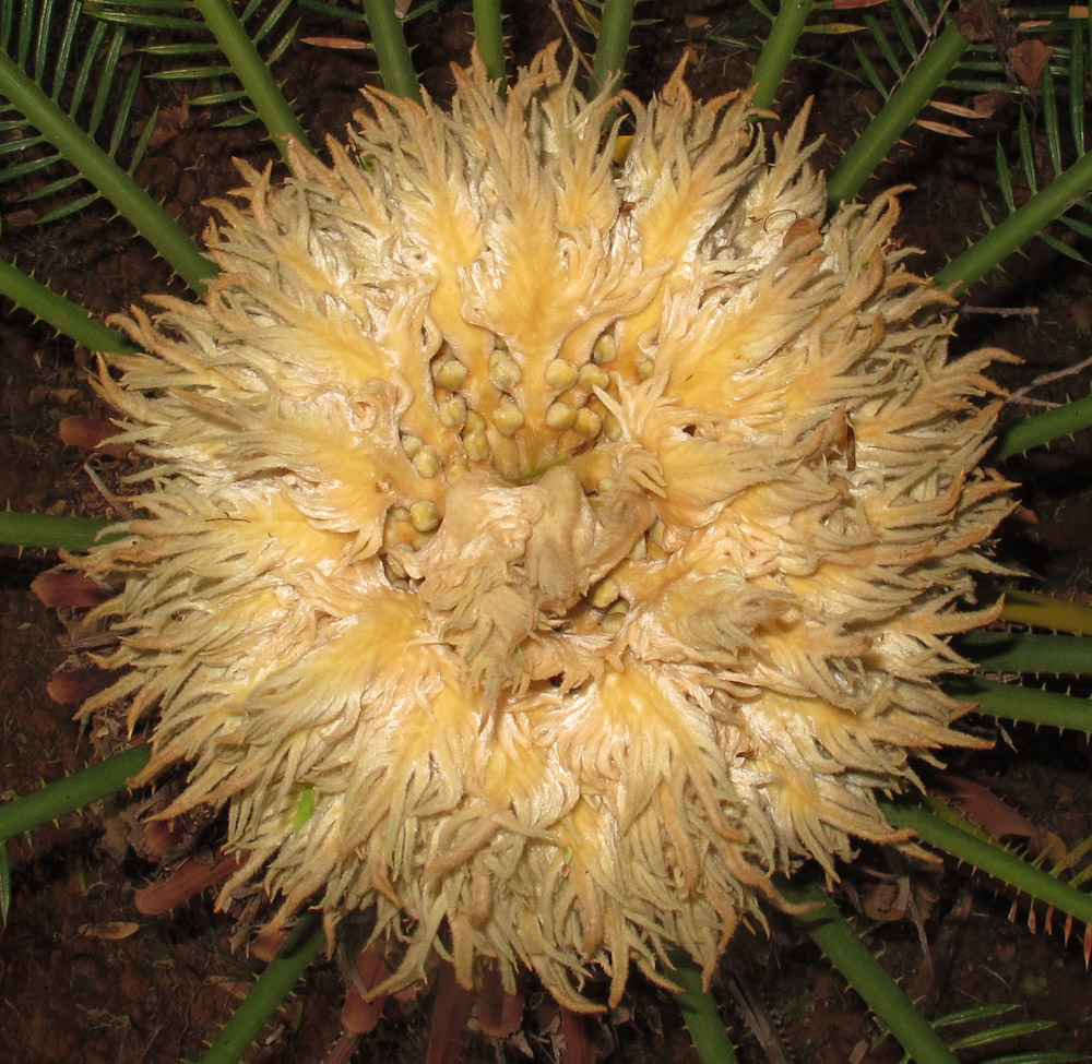 Image of Cycas revoluta specimen.